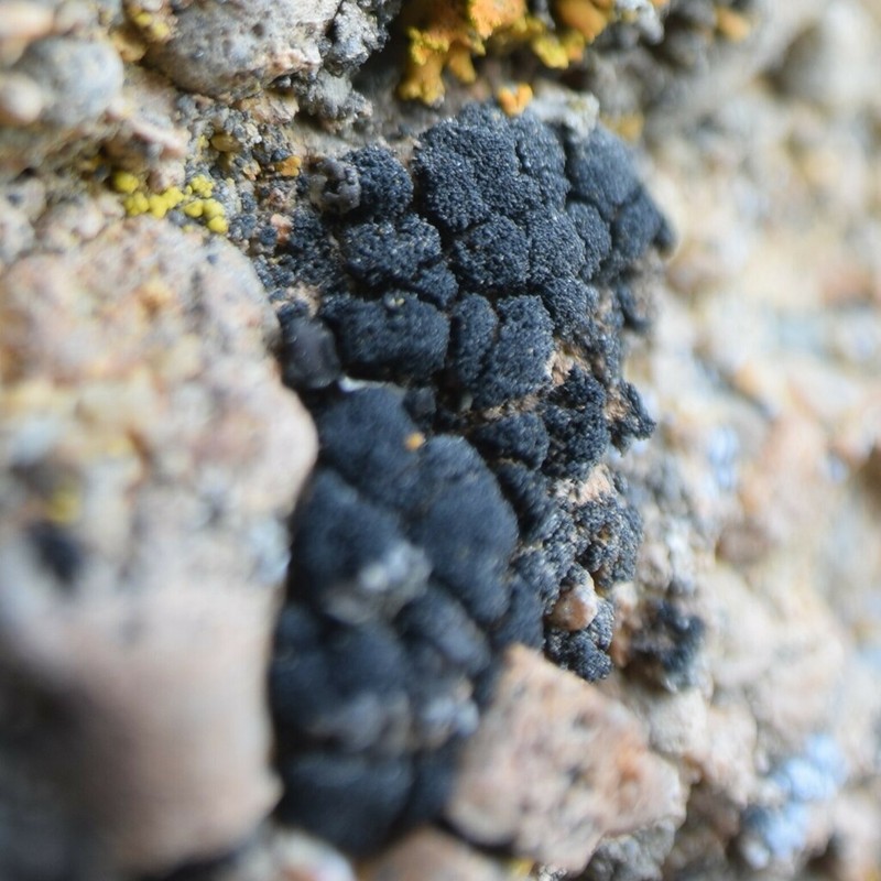 Stipitate Lichinella Lichen photo 4