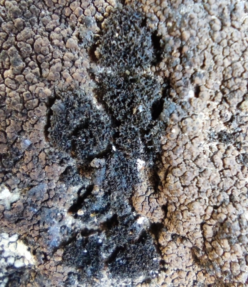 Stipitate Lichinella Lichen photo 5