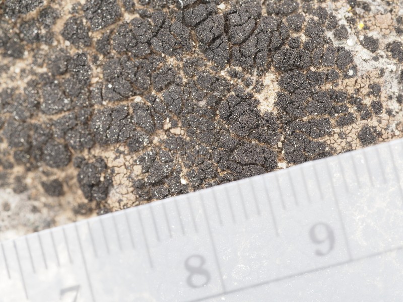 Stipitate Lichinella Lichen photo 6