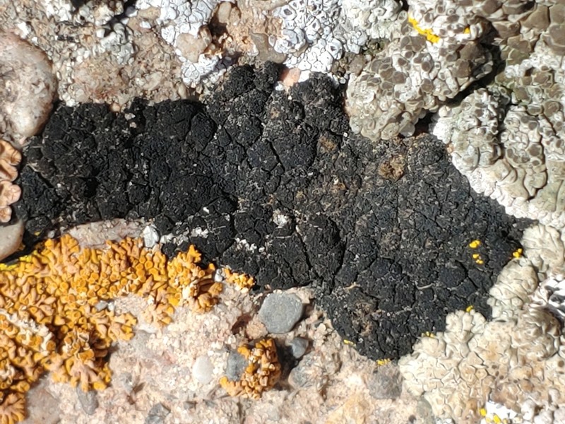 Stipitate Lichinella Lichen photo 7