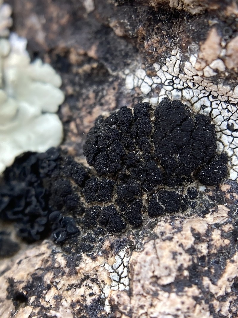 Stipitate Lichinella Lichen photo 8