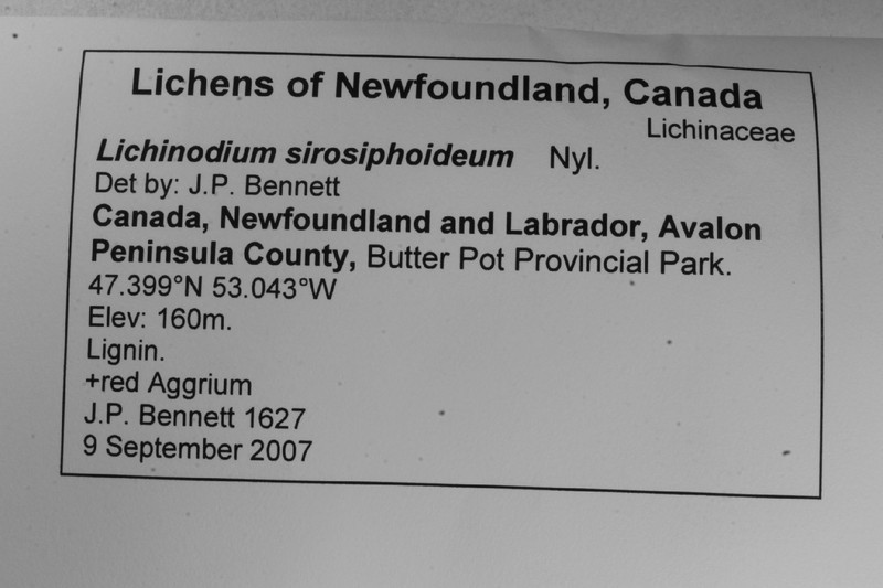 Lichinodium sirosiphoideum photo 2