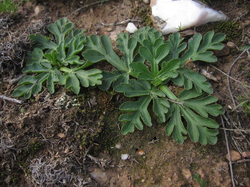 Lichtensteinia obscura