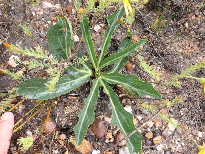Lichtensteinia trifida var. trifida
