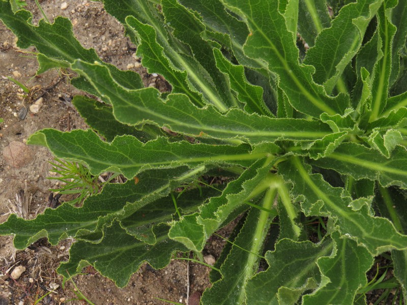 Lichtensteinia trifida var. trifida photo 2