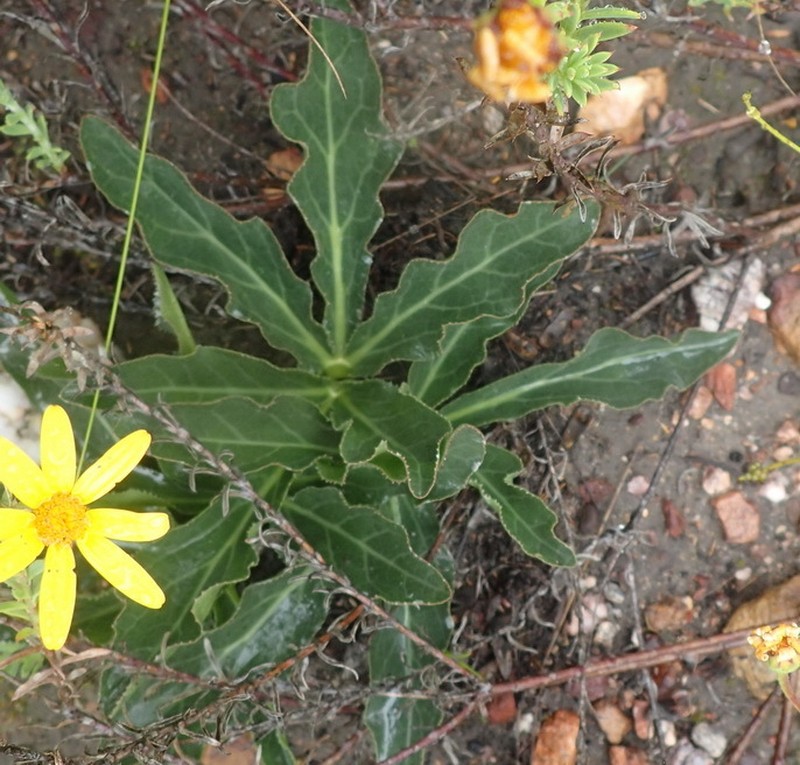 Lichtensteinia trifida var. trifida photo 3