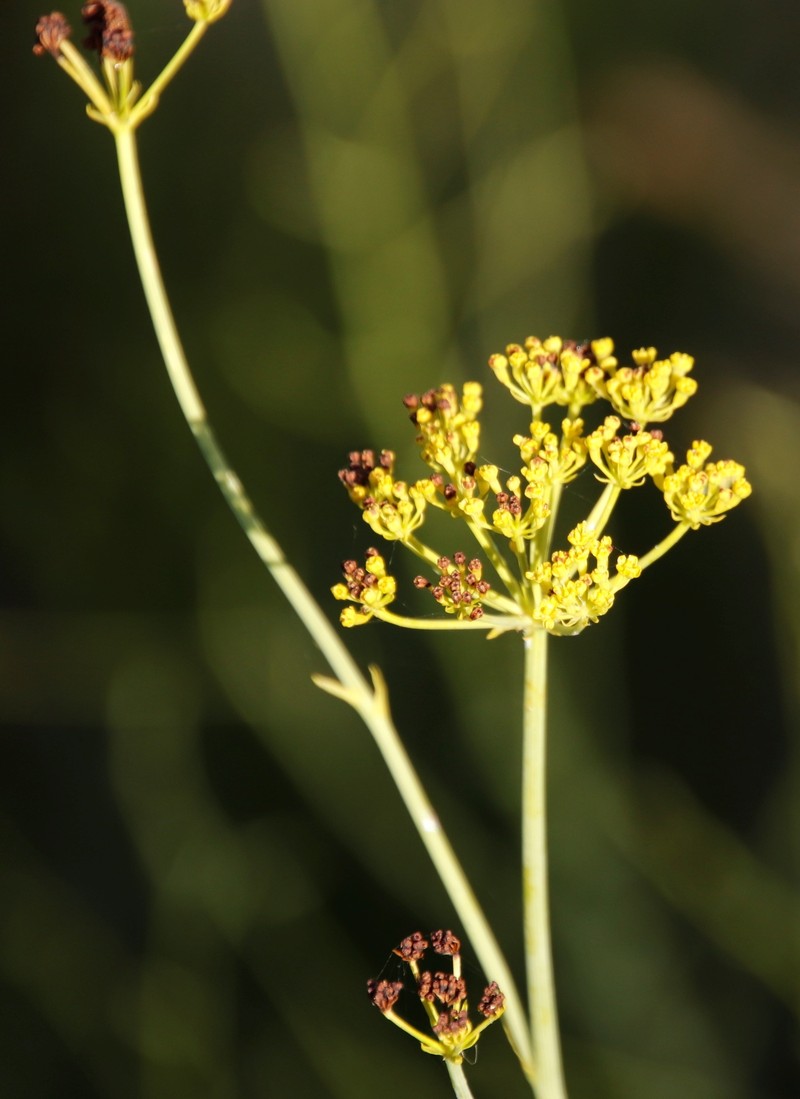 Lichtensteinia trifida var. trifida photo 4