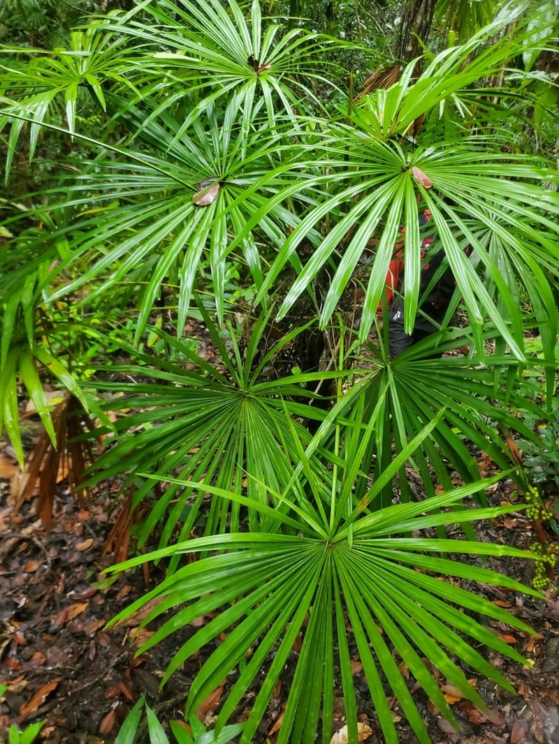 Licuala bakeri