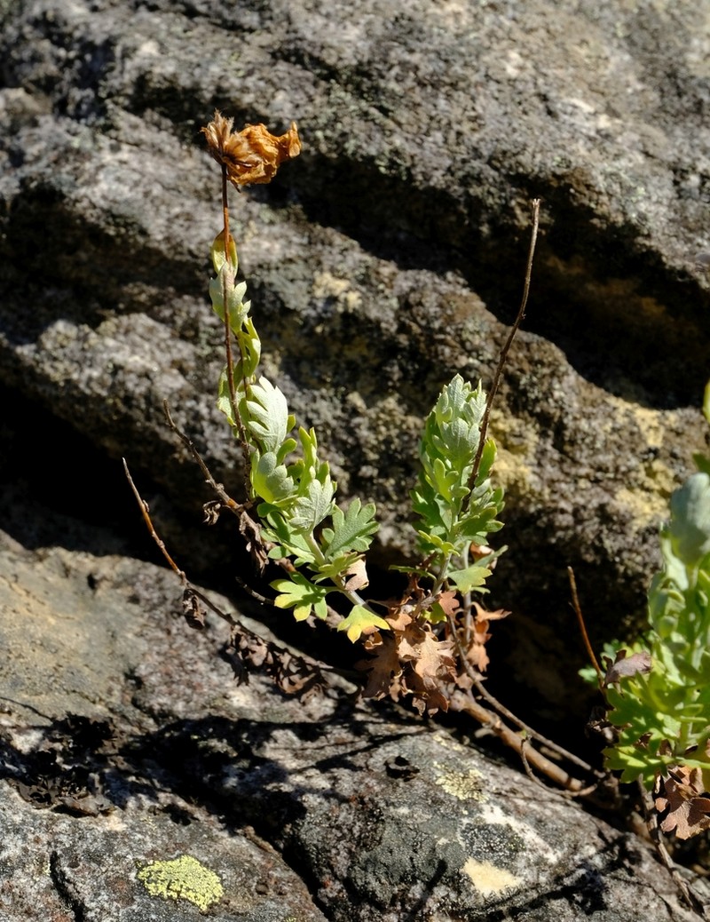 Lidbeckia pectinata photo 2