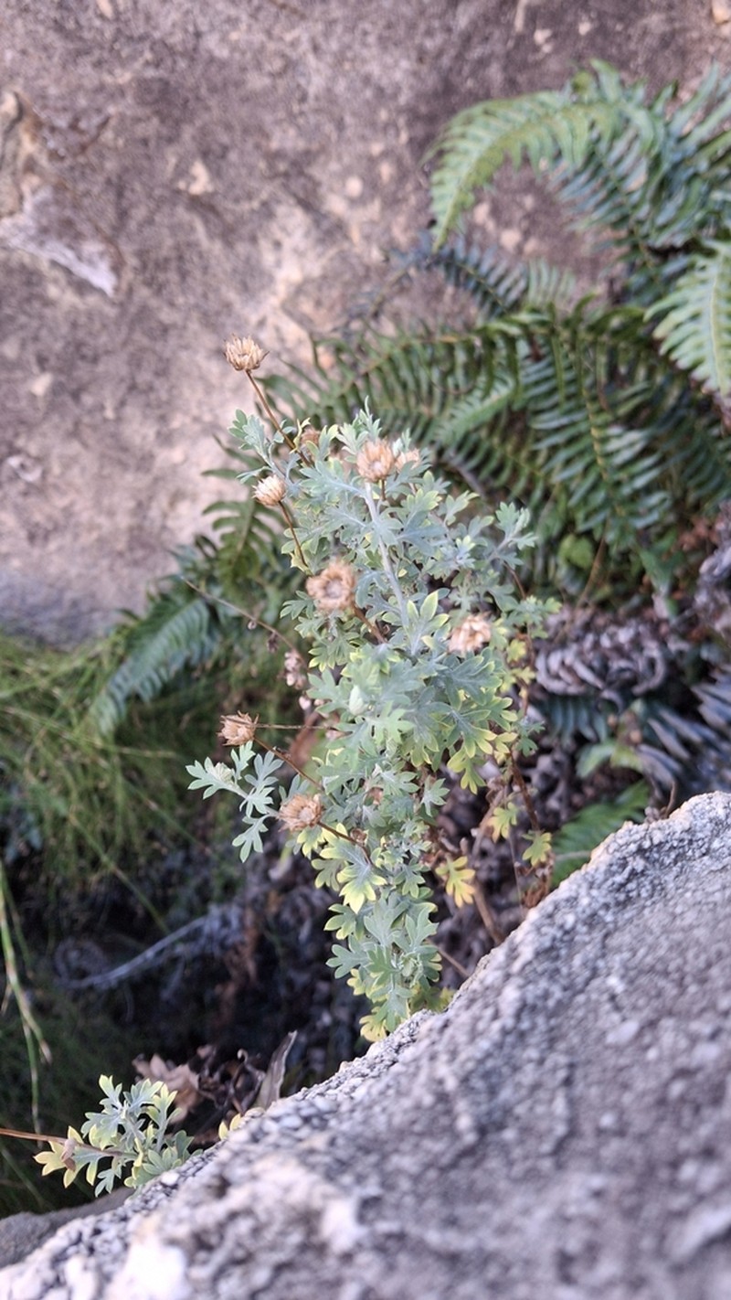 Lidbeckia pectinata photo 3
