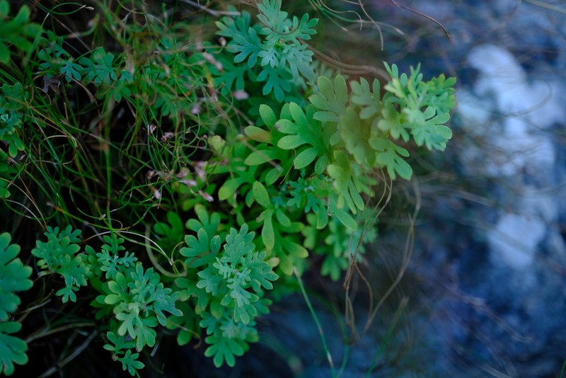 Lidbeckia pectinata photo 4