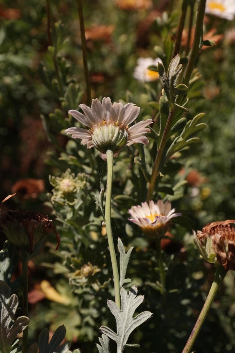 Lidbeckia pectinata photo 5