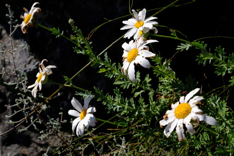 Lidbeckia pectinata photo 6