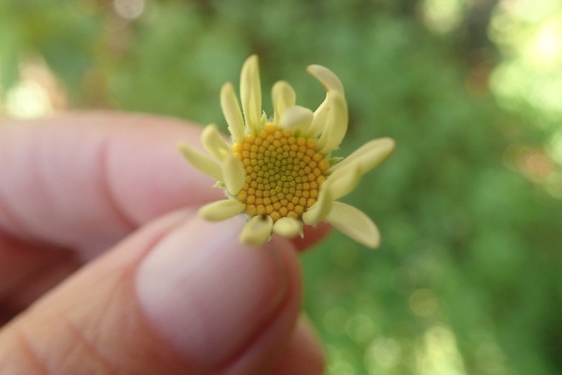Lidbeckia pectinata photo 7