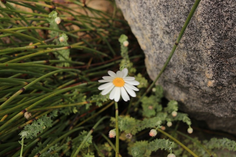 Lidbeckia pectinata photo 8
