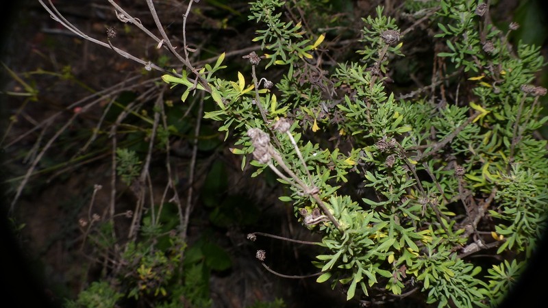 Lidbeckia pinnata photo 3