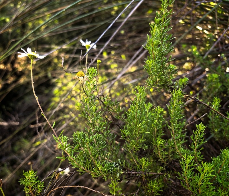 Lidbeckia pinnata photo 6