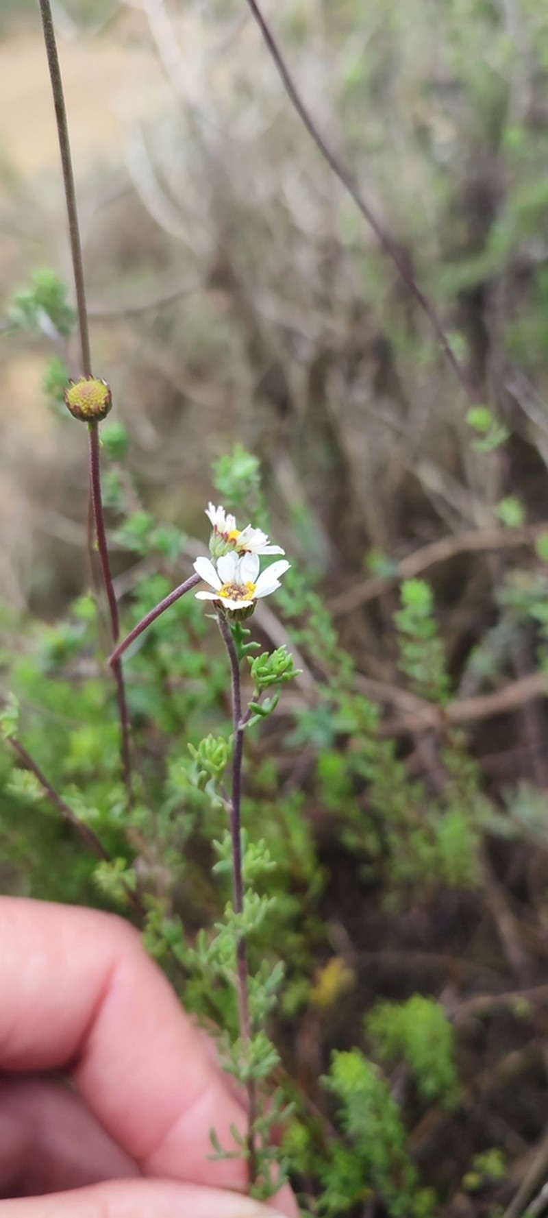 Lidbeckia pinnata photo 7