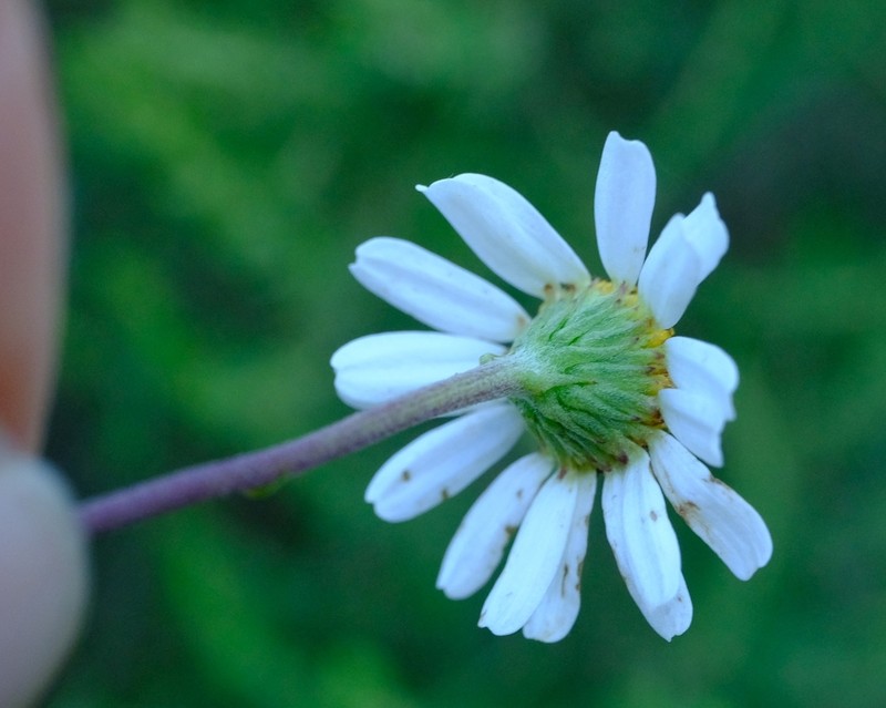 Lidbeckia pinnata photo 8