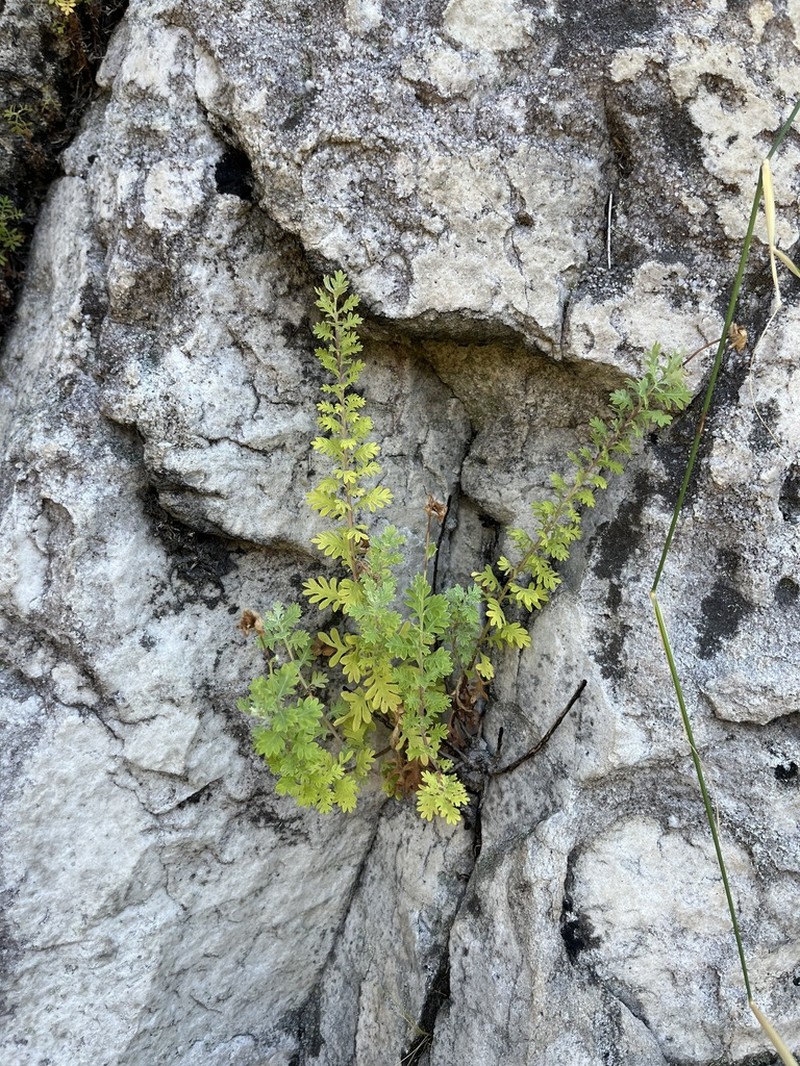 Lidbeckia quinqueloba