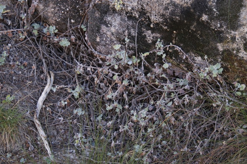 Lidbeckia quinqueloba photo 2
