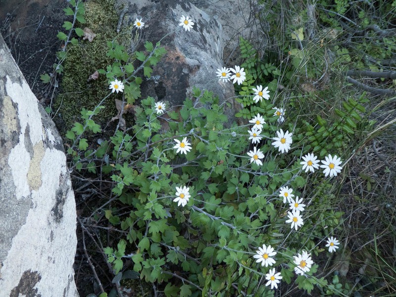 Lidbeckia quinqueloba photo 3
