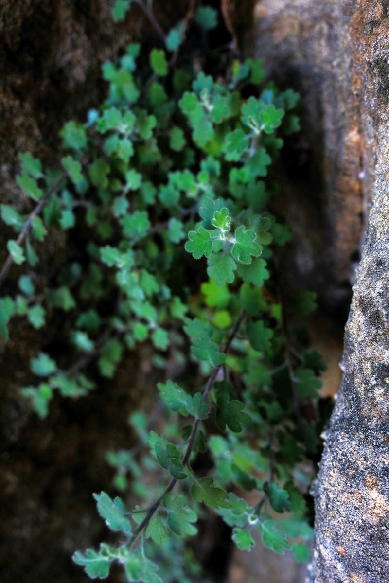 Lidbeckia quinqueloba photo 5