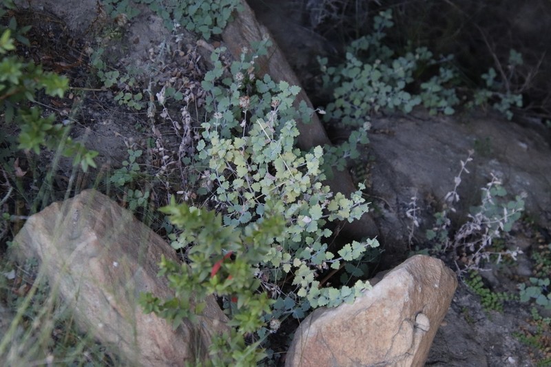 Lidbeckia quinqueloba photo 7