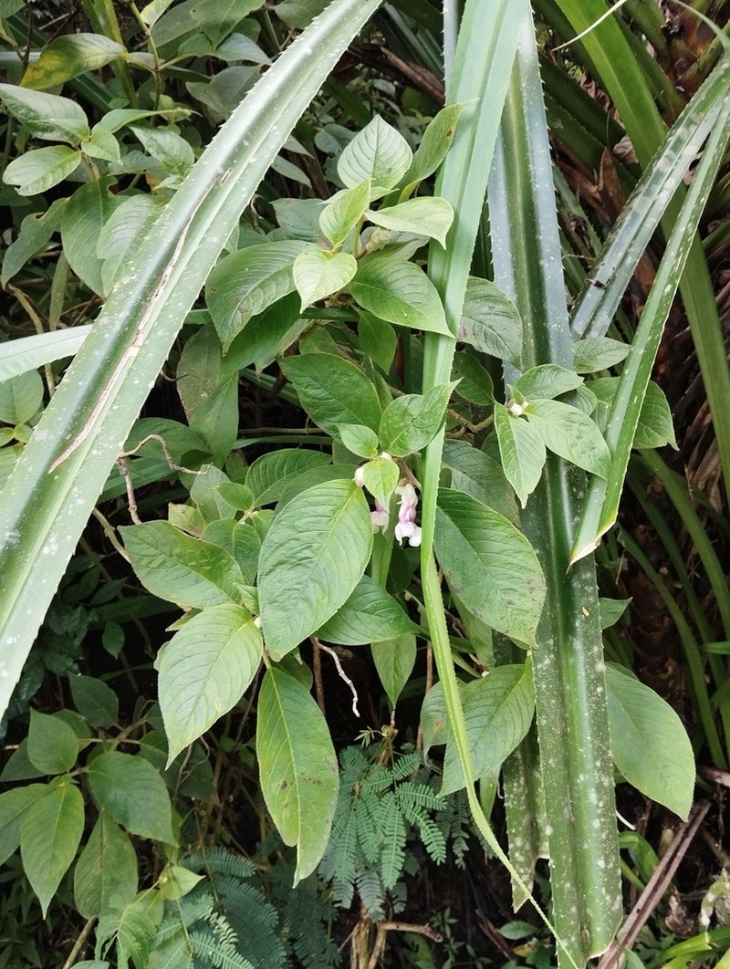 Liebigia horsfieldii photo 2
