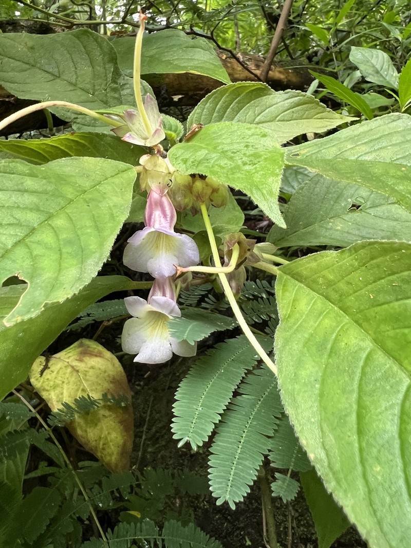 Liebigia horsfieldii photo 3