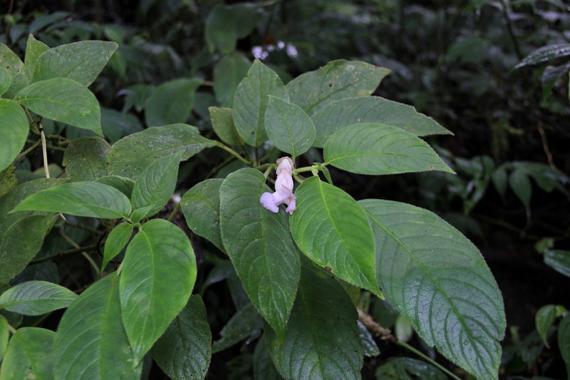 Liebigia horsfieldii photo 5
