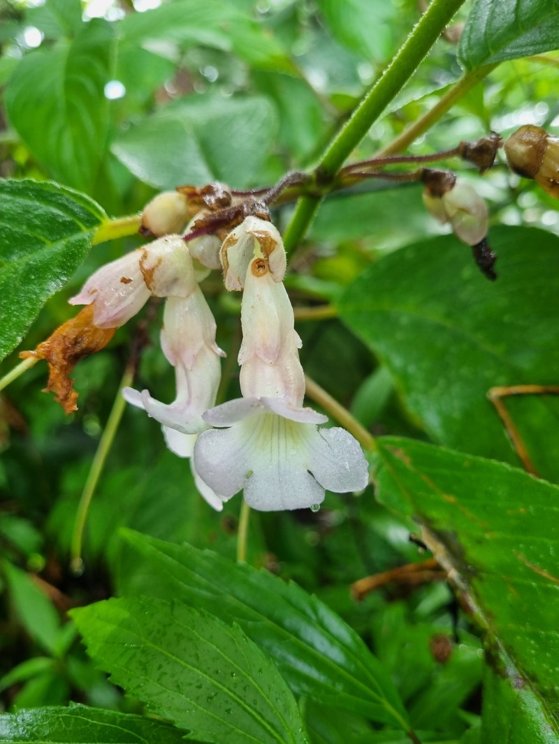 Liebigia horsfieldii photo 6