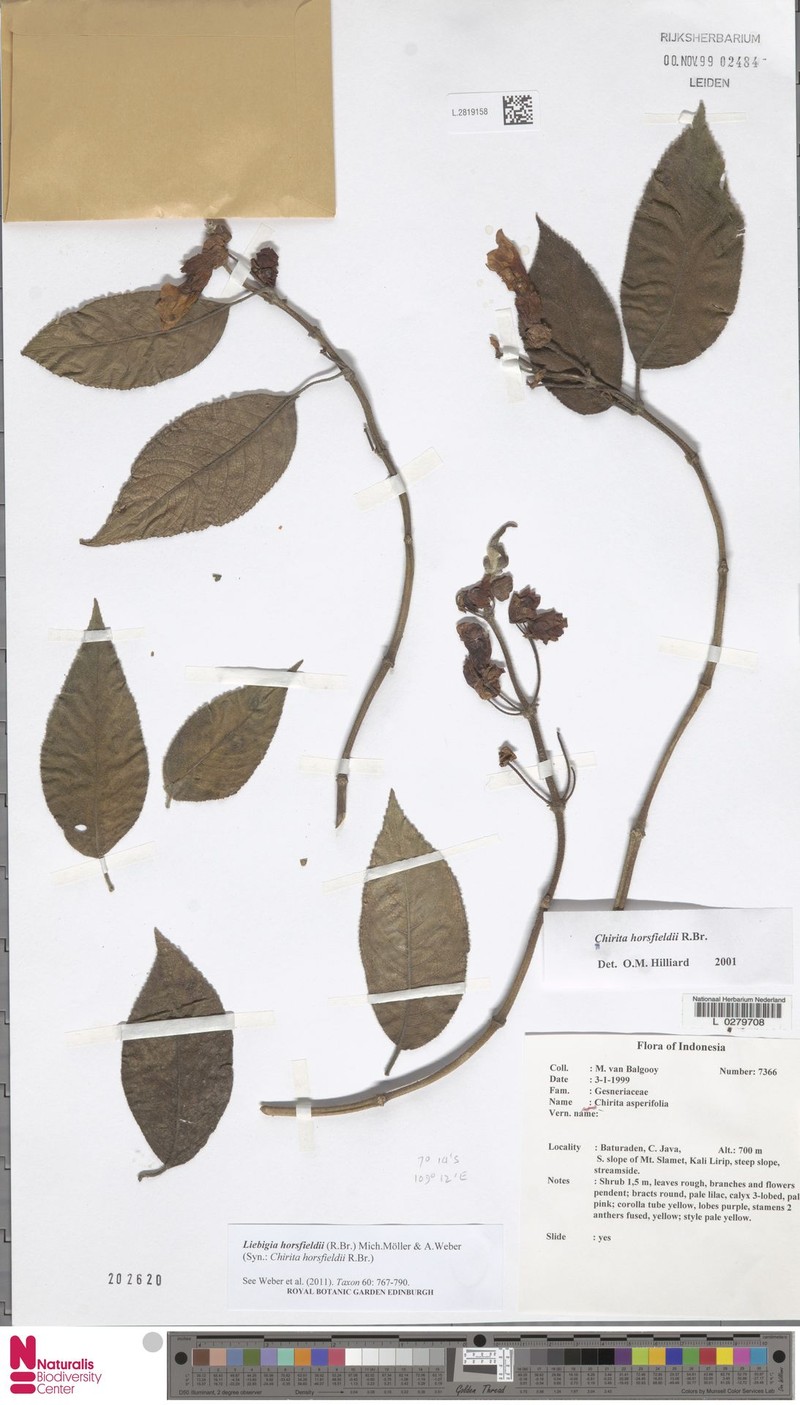 Liebigia horsfieldii photo 7