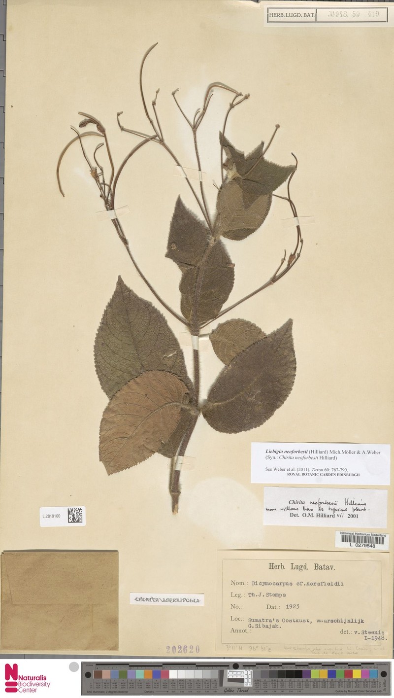 Liebigia neoforbesii