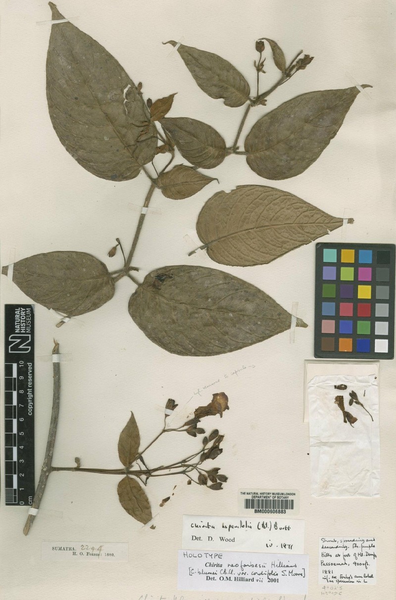 Liebigia neoforbesii photo 2