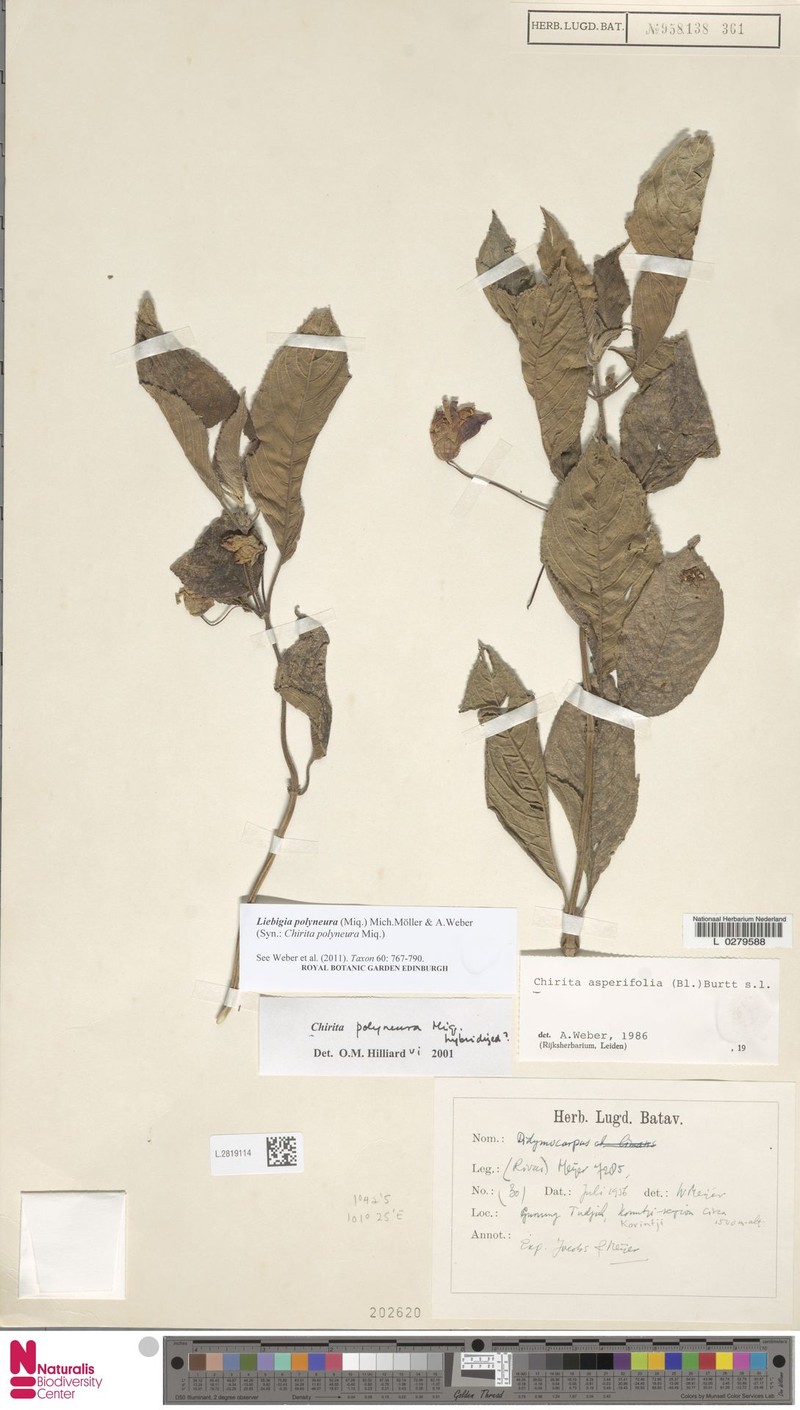 Liebigia polyneura