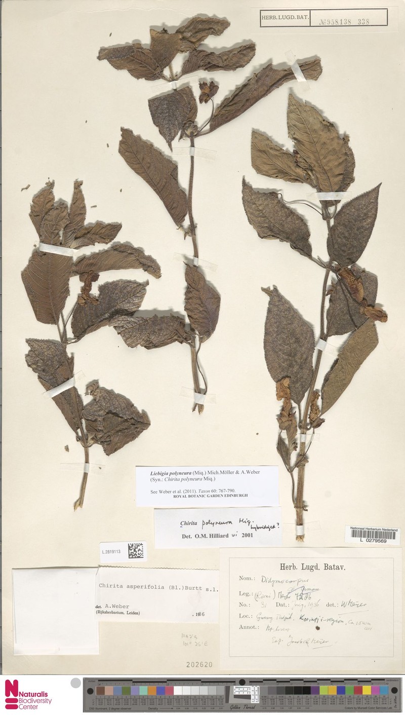 Liebigia polyneura photo 2