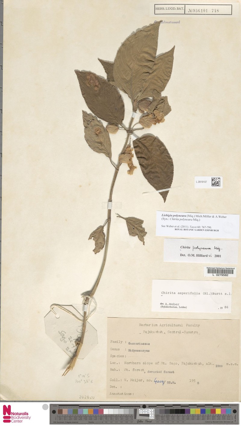 Liebigia polyneura photo 4