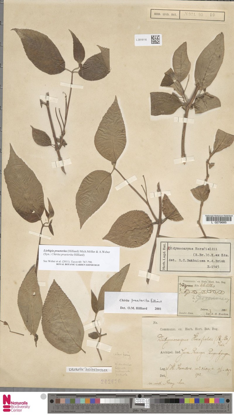 Liebigia praeterita