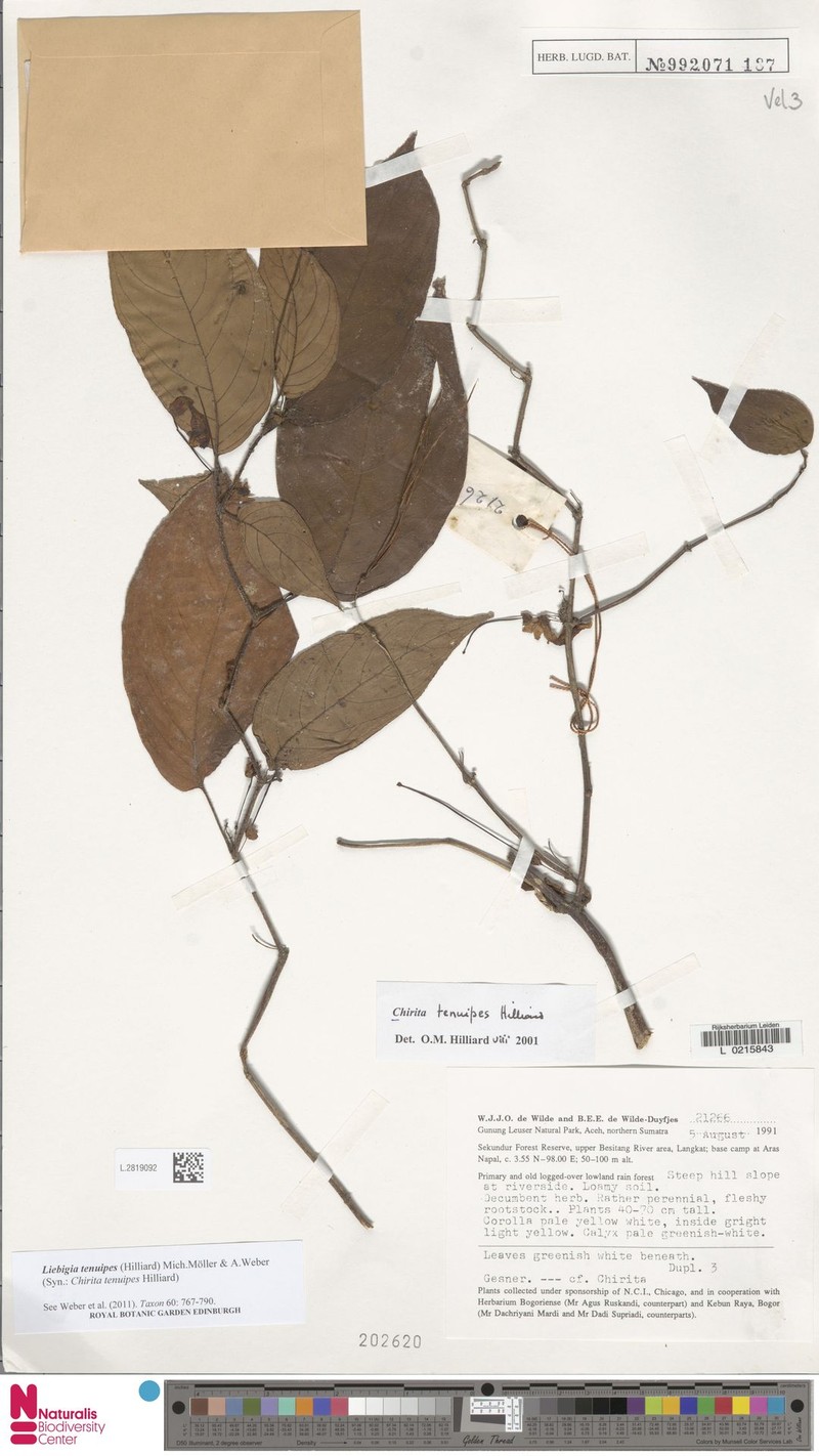 Liebigia tenuipes