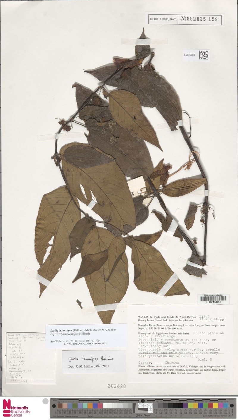 Liebigia tenuipes photo 2