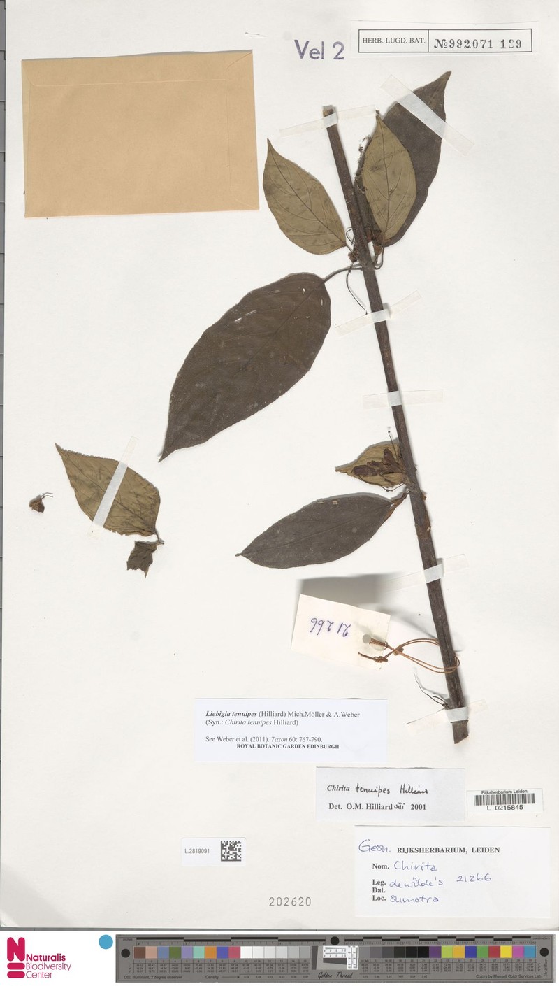Liebigia tenuipes photo 3