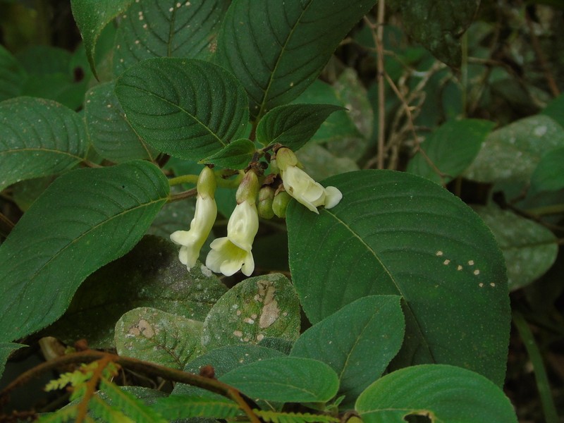 Liebigia tobaensis