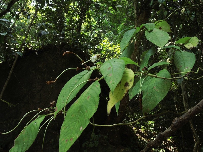 Liebigia tobaensis photo 2