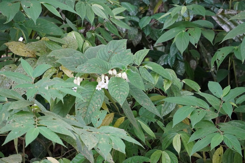 Liebigia tobaensis photo 3