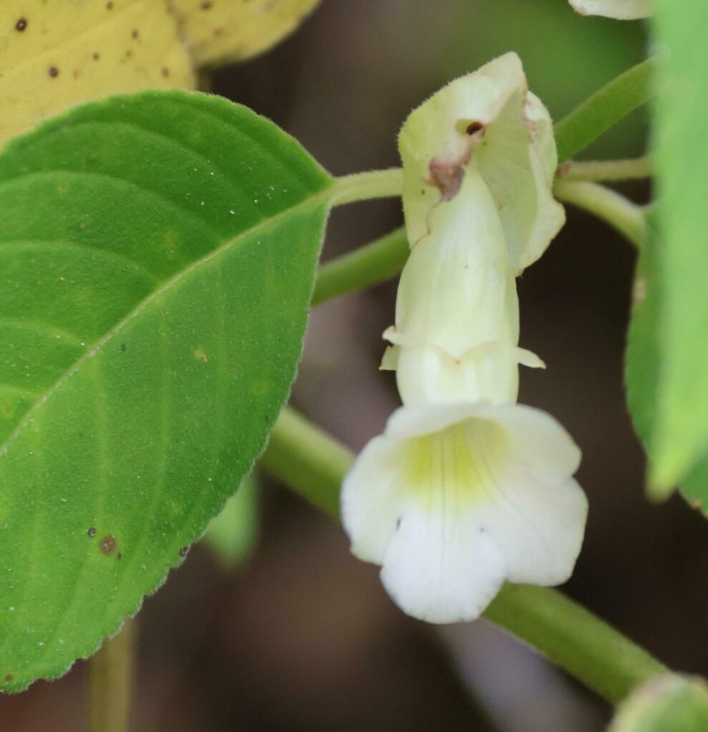 Liebigia tobaensis photo 4