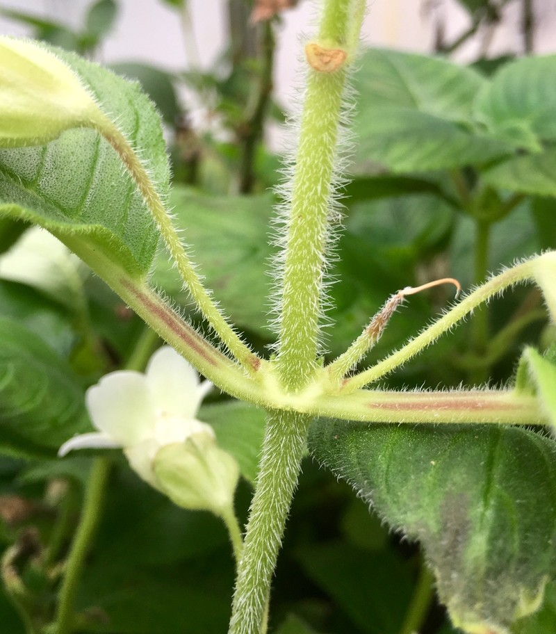 Liebigia tobaensis photo 6