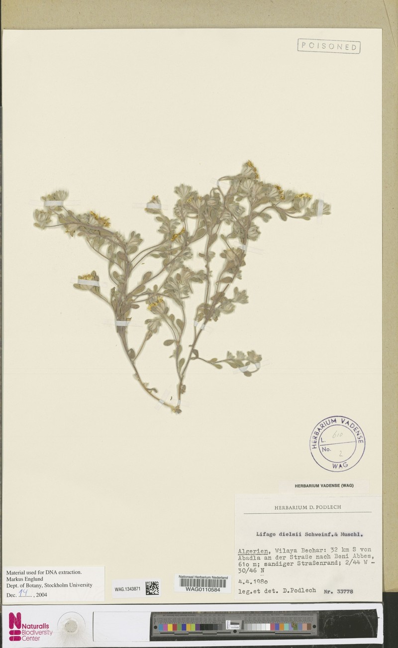 Lifago dielsii