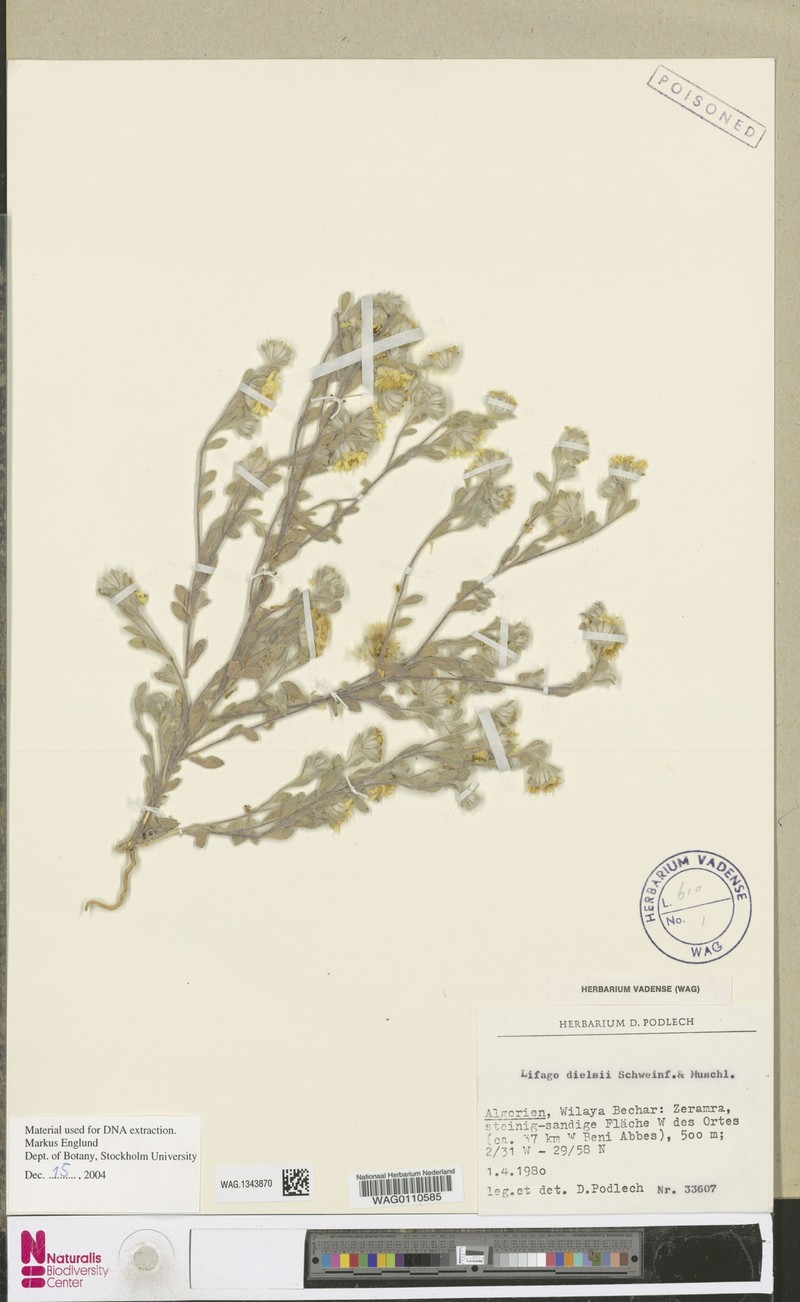 Lifago dielsii photo 2