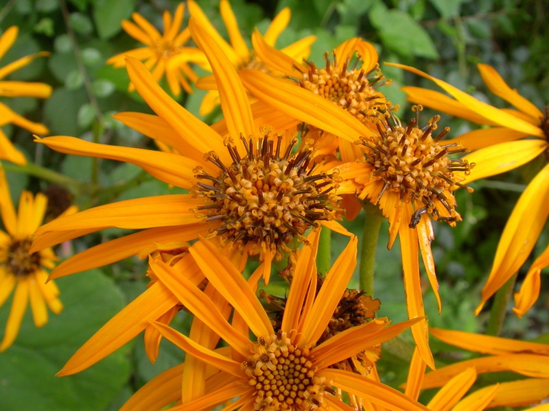 Summer Ragwort